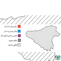 گونه عقاب صحرایی Aquila nipalensis